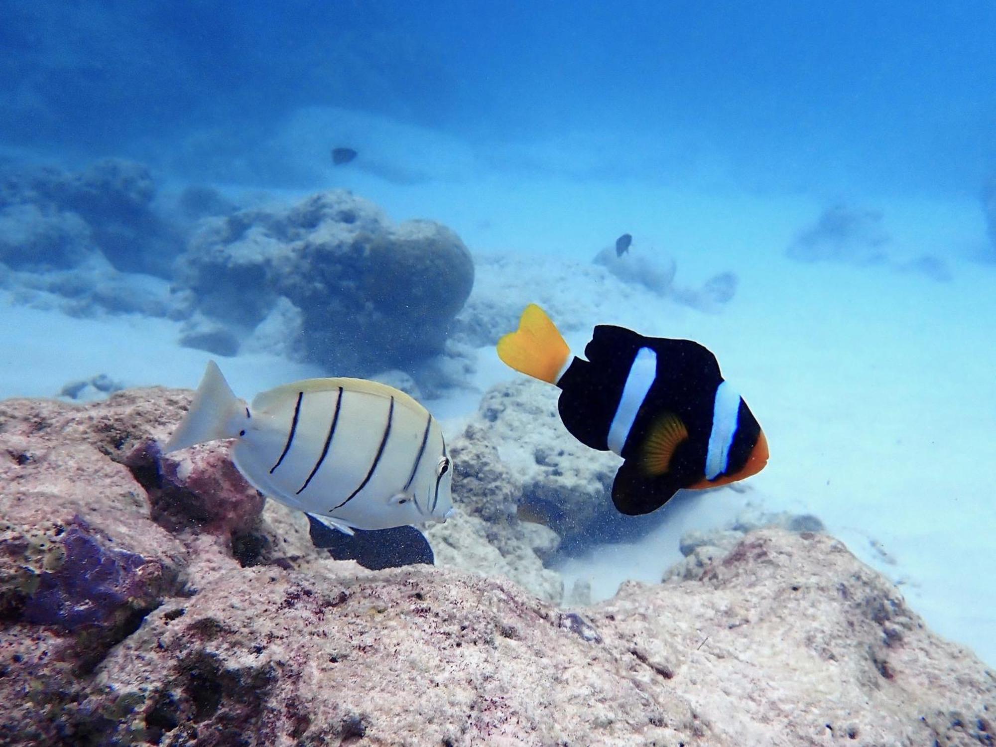 The Barefoot Eco Hotel Hanimaadhoo Island Екстериор снимка