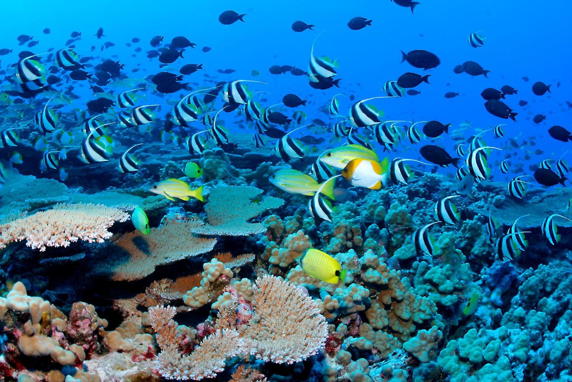 The Barefoot Eco Hotel Hanimaadhoo Island Екстериор снимка
