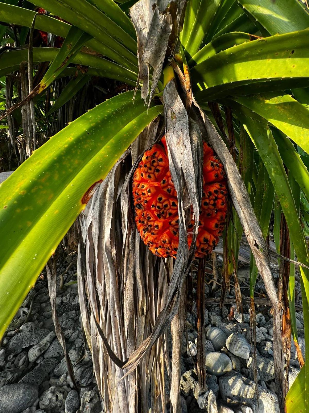 The Barefoot Eco Hotel Hanimaadhoo Island Екстериор снимка